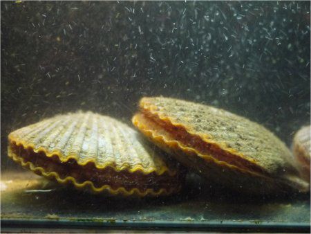 ヒオウギガイ 檜扇貝 緋扇貝 かぎけんweb ヒオウギガイ 檜扇貝 緋扇貝 かぎけんweb