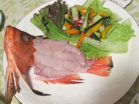 目が大きい チカメキントキ かぎけんweb 目が大きい チカメキントキ かぎけんweb