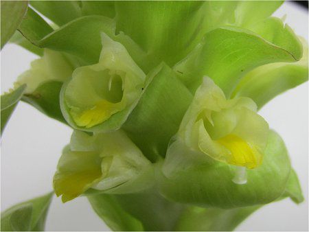 ウコン 鬱金 かぎけんweb ウコン ターメリック Turmeric ウコン 鬱金 かぎけんweb ウコン ターメリック Turmeric