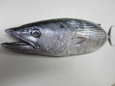 ハガツオ 歯鰹 かぎけんweb ハガツオ 歯鰹 かぎけんweb