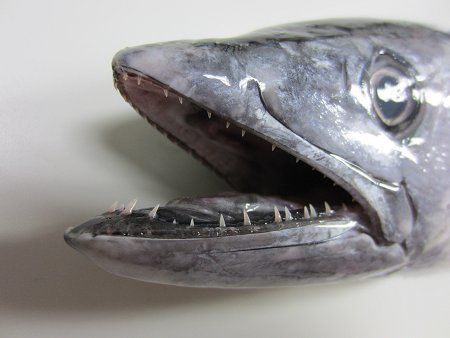 ハガツオ 歯鰹 かぎけんweb ハガツオ 歯鰹 かぎけんweb