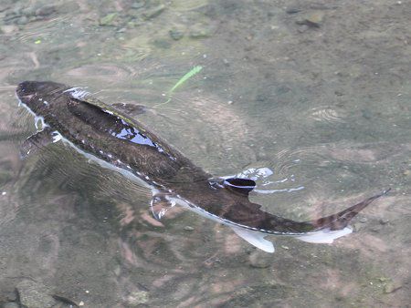 チョウザメ 蝶鮫 かぎけんweb