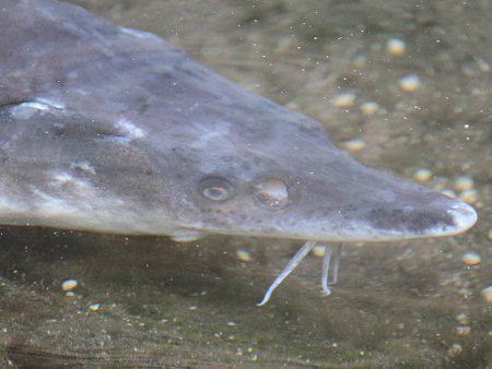 チョウザメ 蝶鮫 かぎけんweb