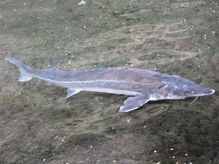 チョウザメ 蝶鮫 かぎけんweb