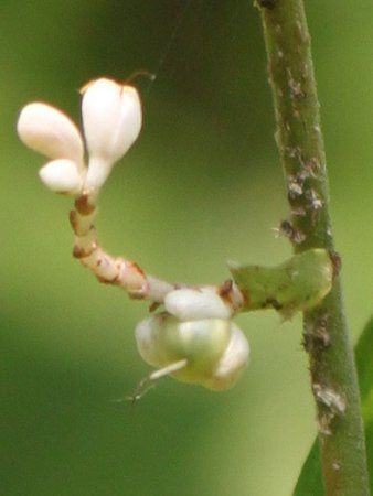 ヤブミョウガ 藪茗荷