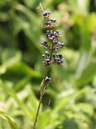 ヤブミョウガ 藪茗荷