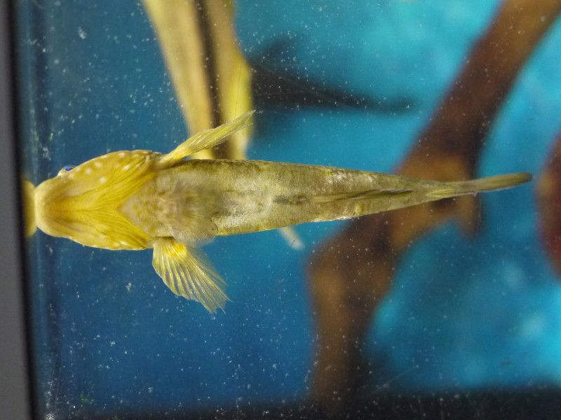 高千穂峡淡水魚水族館(2011年10月8日)【かぎけんWEB】