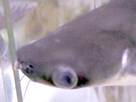 �J�C����