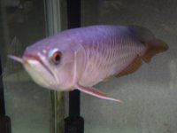 AWAAiiAsian arowanaj