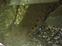 プロトプテルス アネクテンス Protopterus Annectens かぎけんweb プロトプテルス アネクテンス Protopterus Annectens かぎけんweb