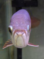 木製 鮮やかな魚の彫刻 アジア·アロワナ 招財龍魚 (しょうざいりゅうぎょ)