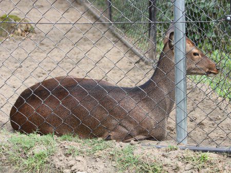 キュウシュウジカ 九州鹿 かぎけんweb キュウシュウジカ 九州鹿 かぎけんweb
