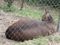 キュウシュウジカ 九州鹿 かぎけんweb