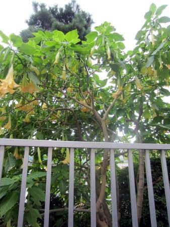 GWFXEgybgEc[(Angel's trumpet tree) 