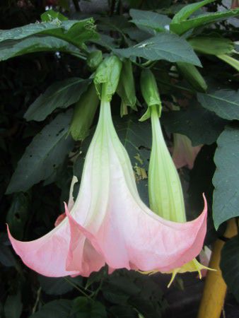 キダチチョウセンアサガオ 木立朝鮮朝顔 エンジェルス トランペット ツリー Angel S Trumpet Tree かぎけんweb