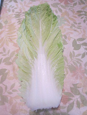 ハクサイ（白菜）【科学技術研究所】
