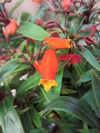 シーマニア Seemannia かぎけんweb シーマニア Seemannia かぎけんweb