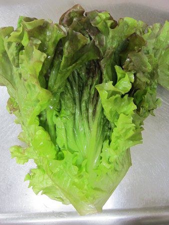キティ 根付け 2007 夏野菜バージョン レタス Lettuce キティ 根付け 2007 夏野菜バージョン レタス Lettuce ストラップ