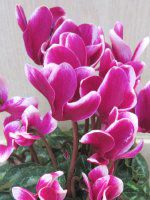 ~jVN(mini cyclamen)