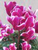 ~jVN(mini cyclamen)