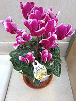 ~jVN(mini cyclamen)