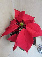 |CZ`A(Poinsettia)