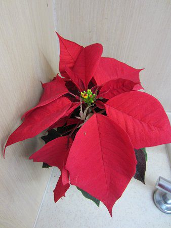 |CZ`A(Poinsettia)