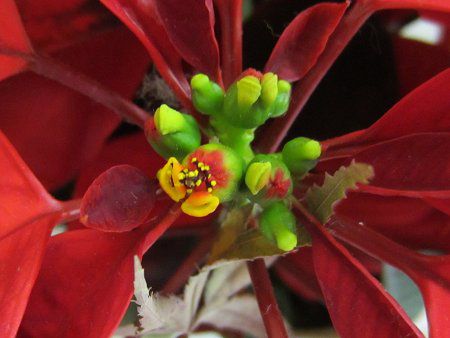 |CZ`A(Poinsettia)