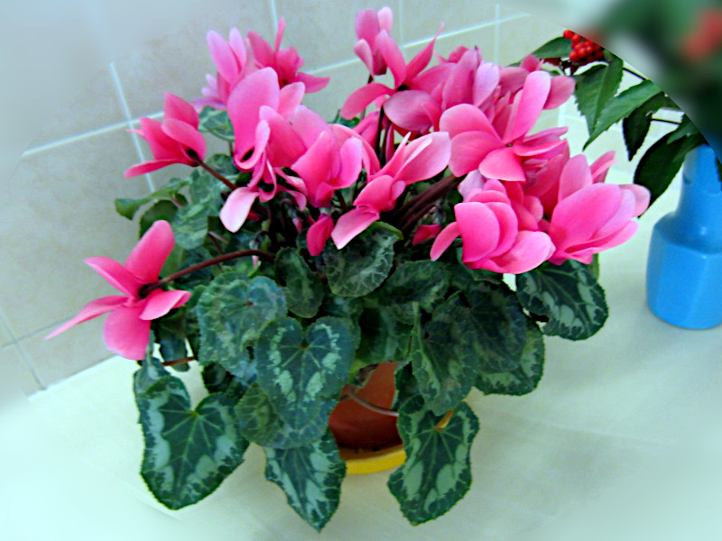 VN(Cyclamen)