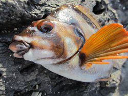 タカノハダイ 鷹の羽鯛 かぎけんweb タカノハダイ 鷹の羽鯛 かぎけんweb