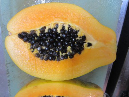 パパイア Papaya かぎけんweb