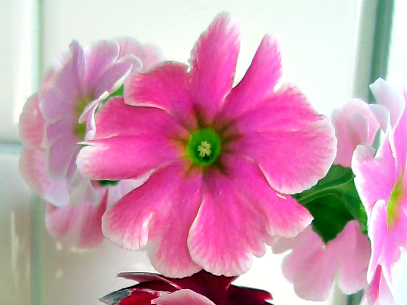 プリムラ Primula の種類 かぎけんweb プリムラ Primula の種類 かぎけんweb