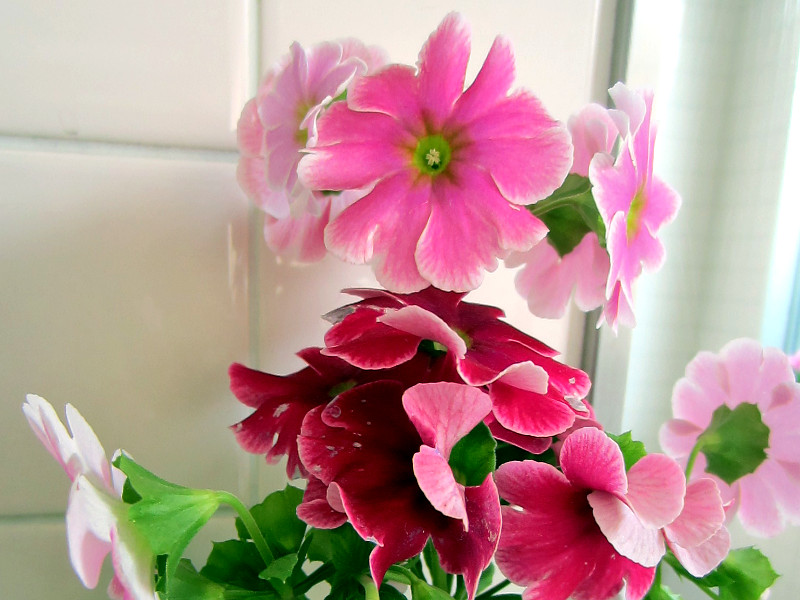 プリムラ Primula の種類 かぎけんweb プリムラ Primula の種類 かぎけんweb