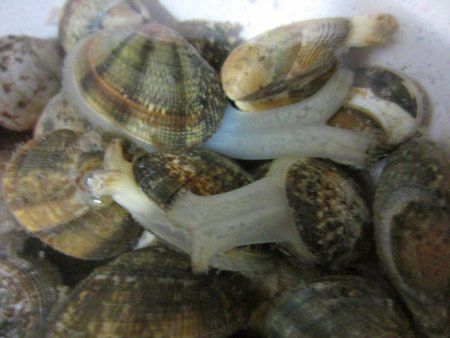 アサリ 浅蜊 かぎけんweb アサリ 浅蜊 かぎけんweb