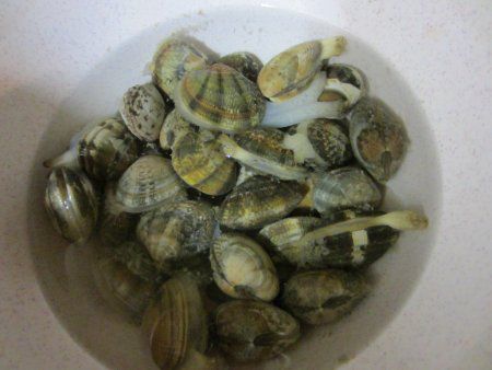 アサリ 浅蜊 かぎけんweb アサリ 浅蜊 かぎけんweb