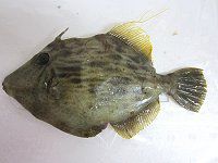 �J���n�M�i�甍�j