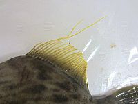 �J���n�M���i�甍�j