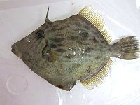 �J���n�M���i�甍�j