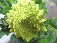 ロマネスコ Romanesco かぎけんweb