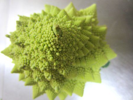 ロマネスコ Romanesco かぎけんweb