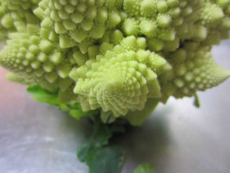 ロマネスコ Romanesco かぎけんweb