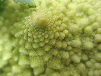 }lXR8iRomanesco)