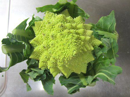 ロマネスコ Romanesco かぎけんweb