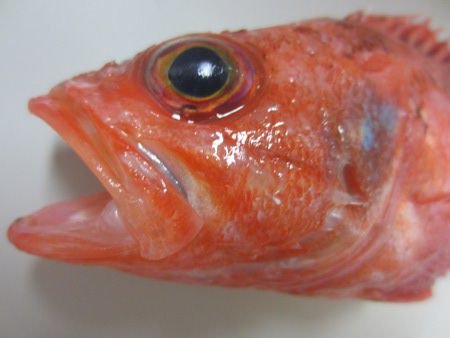 ゆめかさごページ ユメカサゴ - WEB魚図鑑