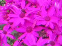 TClAEZlbeB(Cineraria)