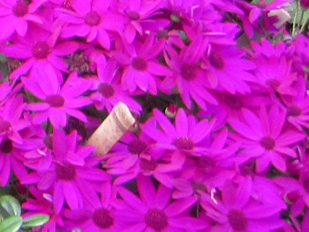 TClAEZlbeB(Cineraria)