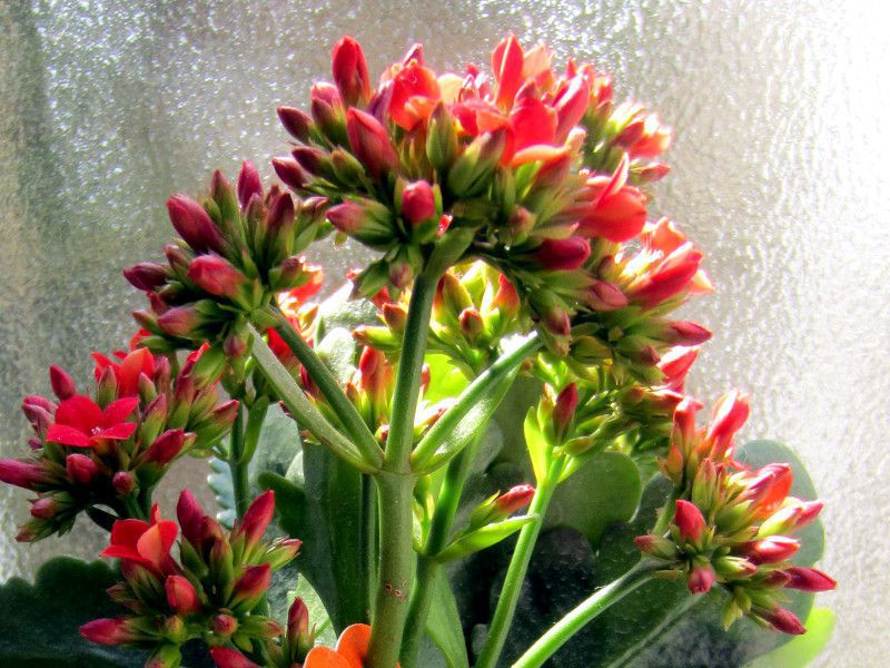 �J�����R�G(Kalanchoe)