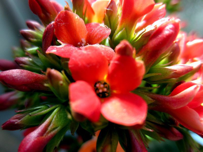 �J�����R�G(Kalanchoe)