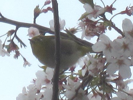 ���W���i�ڔ��j