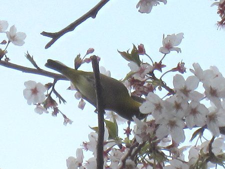 ���W���i�ڔ��j